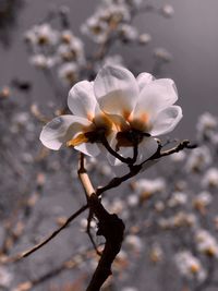 Close-up of white cherry blossom