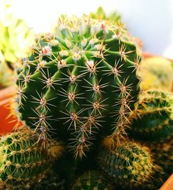 Close-up of cactus plant