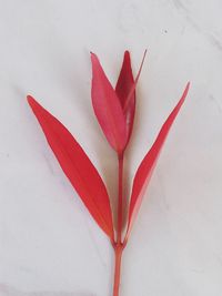 High angle view of red paper over white background