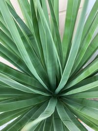 Full frame shot of palm leaf