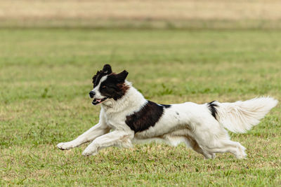 Landseer dog