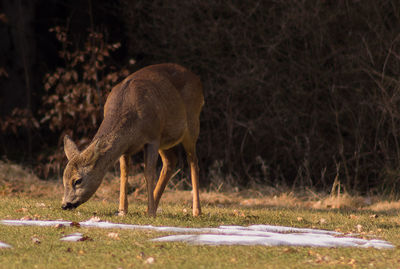 Deer standing on field