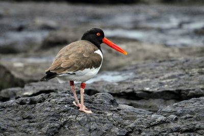 Close-up of bird perching on rock