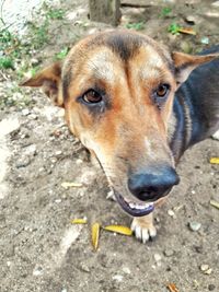 High angle portrait of dog