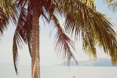 Palm trees at beach against clear sky