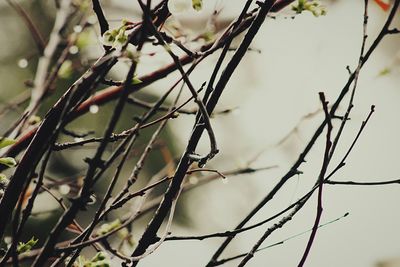 Close-up of plant against blurred background