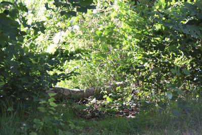 Trees and plants in sunlight