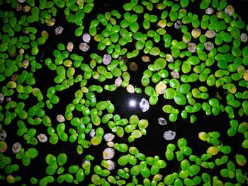 High angle view of leaf floating on water