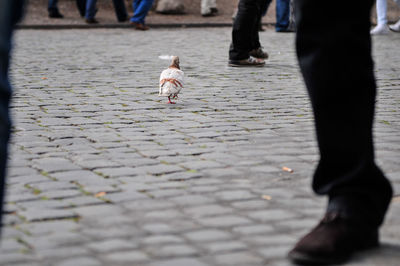 Low section of people walking on footpath