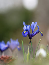 Close-up of purple iris flower