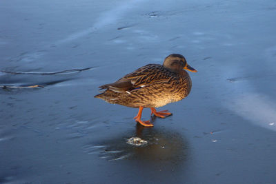 High angle view of duck in lake