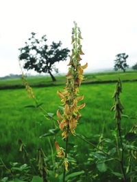 Close-up of flowering plant on land against sky