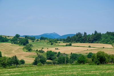 Scenic view of agricultural field against sky