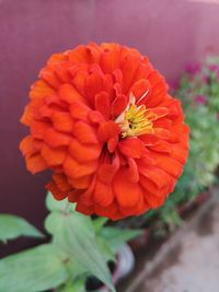 Close-up of orange dahlia