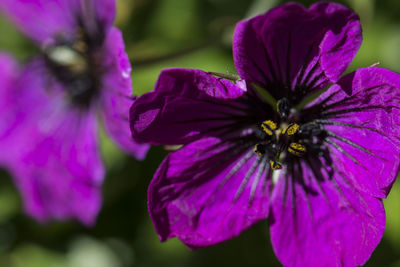 Close-up of purple flower blooming outdoors