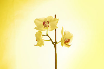 Close-up of yellow flower against white background