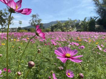 Close-up of pink cosmos flowers on field