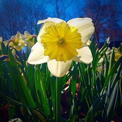 Close-up of yellow flower blooming in field