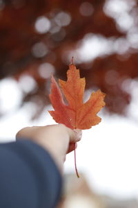 Close-up of hand holding maple leaves during autumn