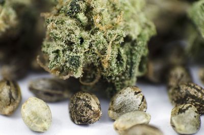 Close-up of medical cannabis on table