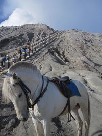 Horses on a land