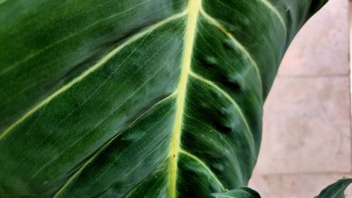 leaf