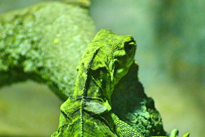 Close-up of lizard on branch