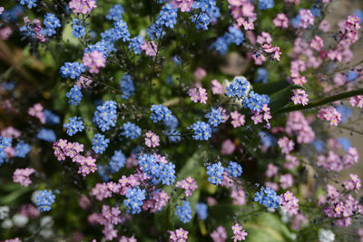 Close-up of purple flowering plants