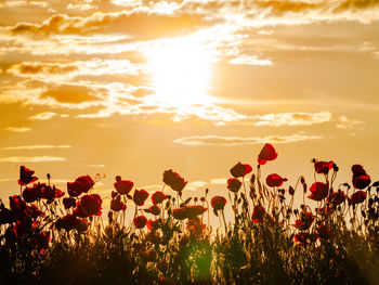 Plants growing on field against sky during sunset