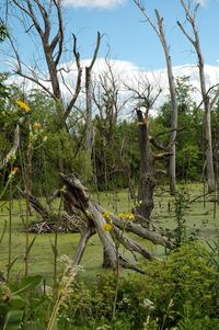 Bare trees by plants against sky