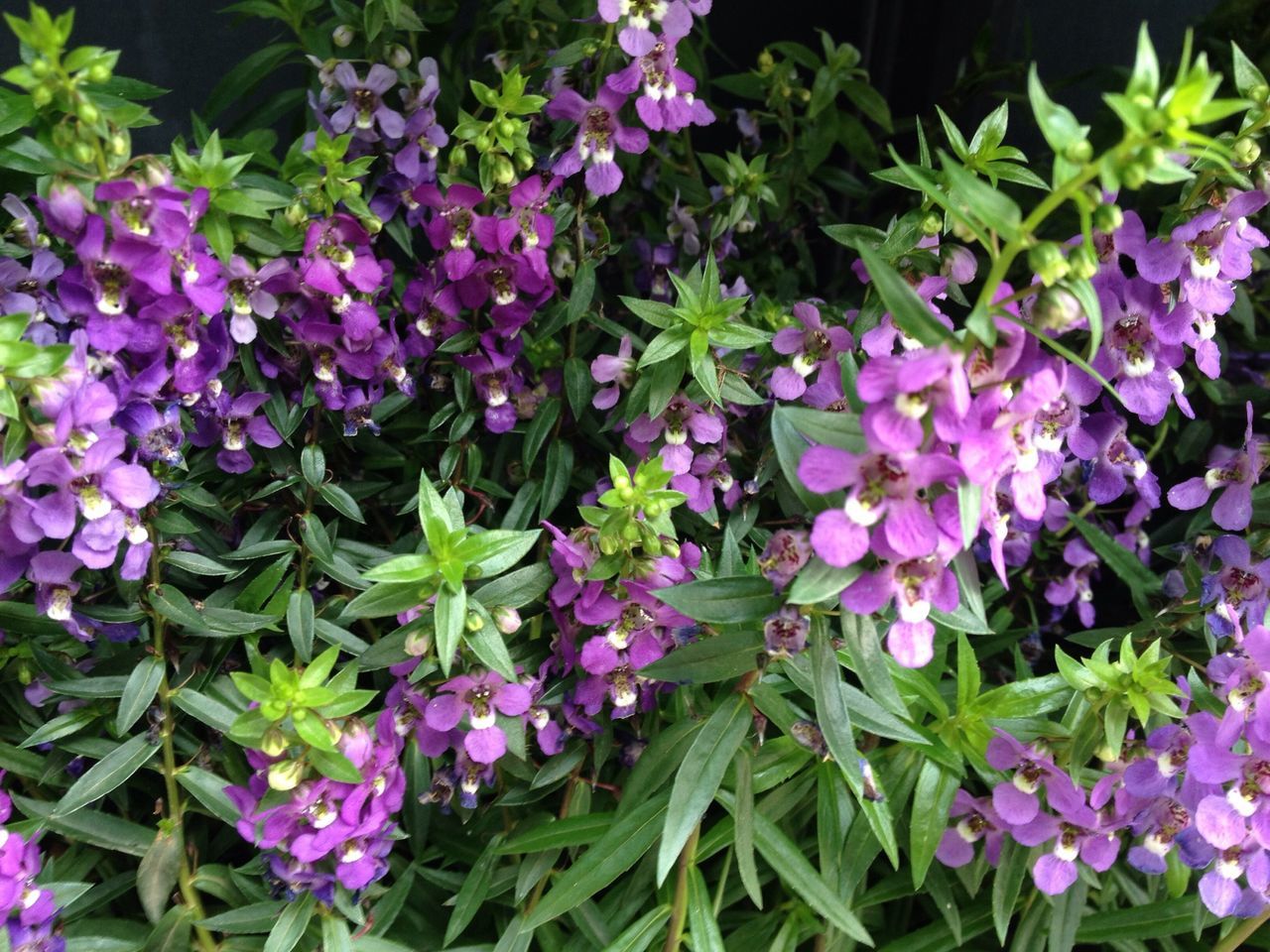 flower, purple, freshness, growth, fragility, beauty in nature, plant, petal, leaf, nature, blooming, flower head, park - man made space, high angle view, in bloom, green color, close-up, outdoors, abundance, no people