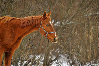 Close-up of a horse on field