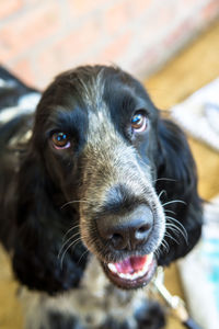 Close-up portrait of dog