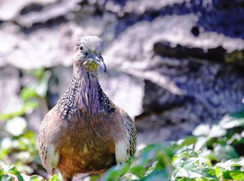 Close-up of a bird perching on a field