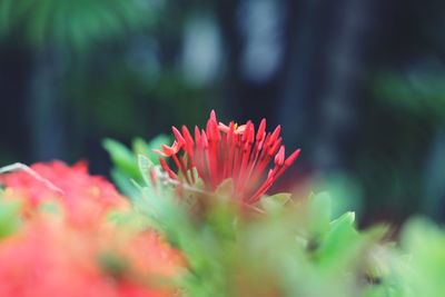 Close-up of red flower