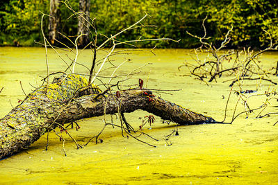 View of a bird in the lake