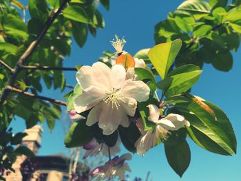 Close-up of fresh blue flower against sky