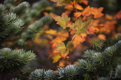 Close-up of fresh green plant