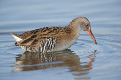 Close-up of duck swimming in lake