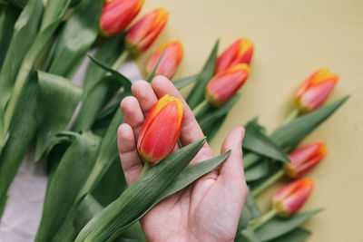 Close-up of hand holding red tulip
