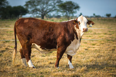 Cow standing in a field