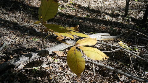 High angle view of yellow leaves