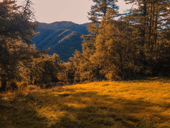 Trees growing in field during autumn