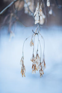 Close-up of snow covered plant
