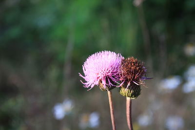 Close-up of pink thistle flower