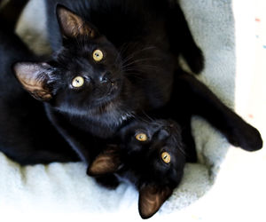 Portrait of black cat