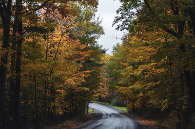 Road amidst trees in forest during autumn