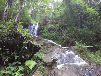 Waterfall in forest