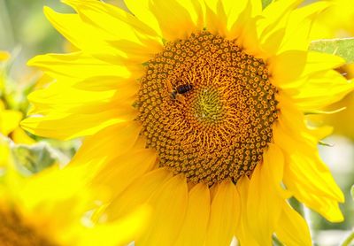 Close-up of insect on sunflower