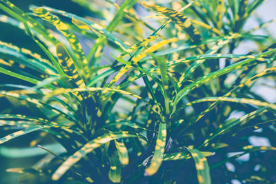 Close-up of fresh green plant